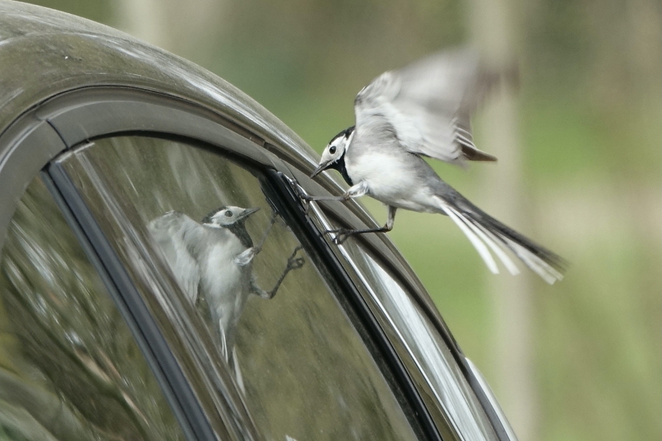 Spiegelbeeld in gevecht - Vogels - Witte Kwikstaart