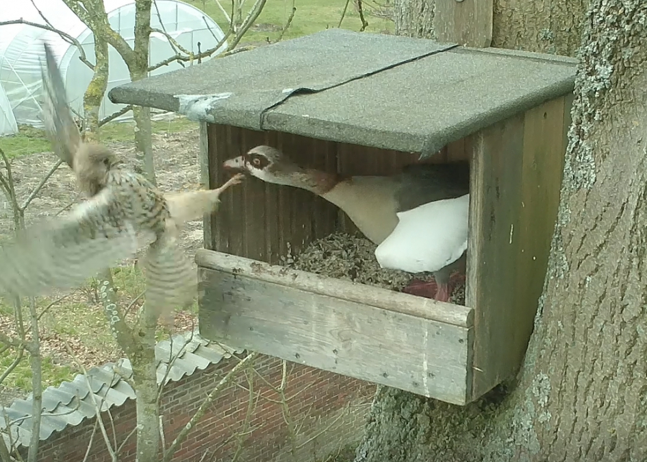 Gevecht om nestkas - Vogels - Torenvalk