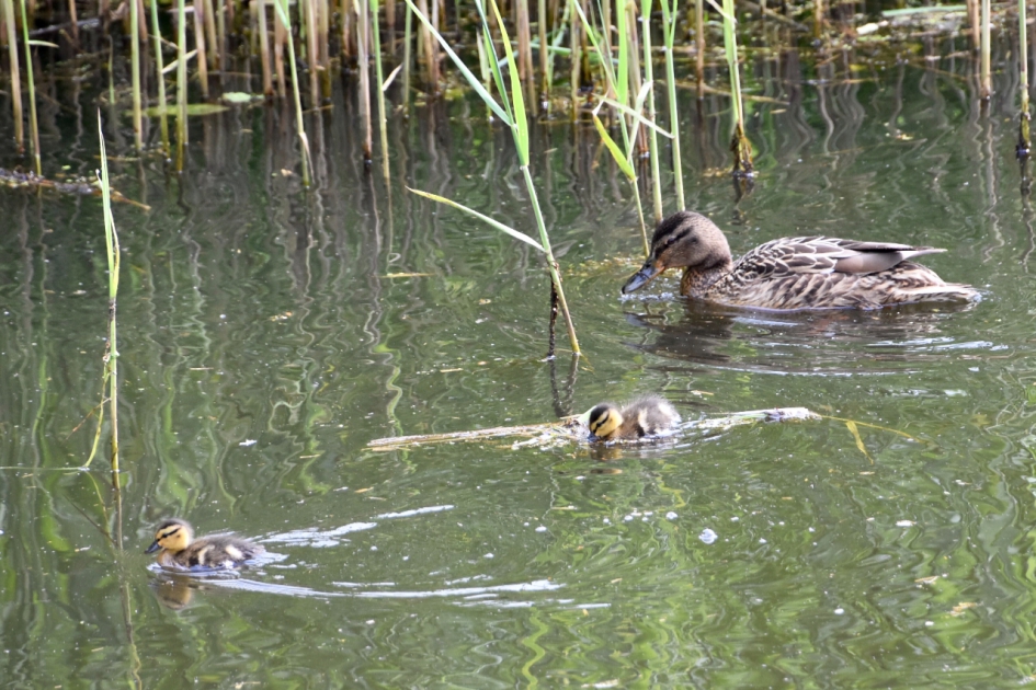 Gezinnetje - Vogels - 
