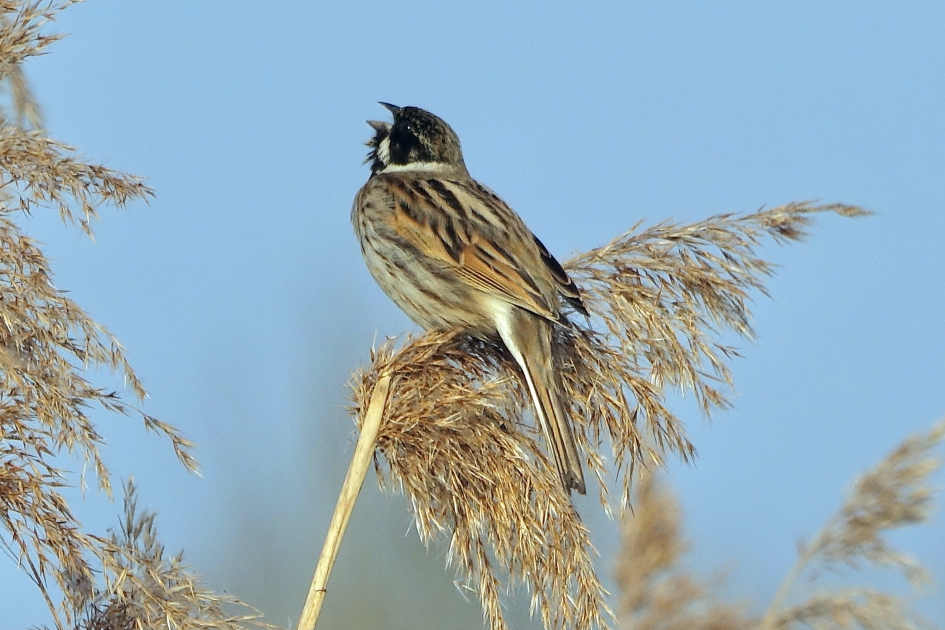 Gors in het riet - Vogels - Rietgors