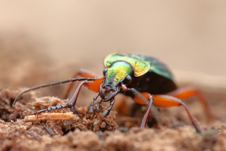 goudglanzende loopkever