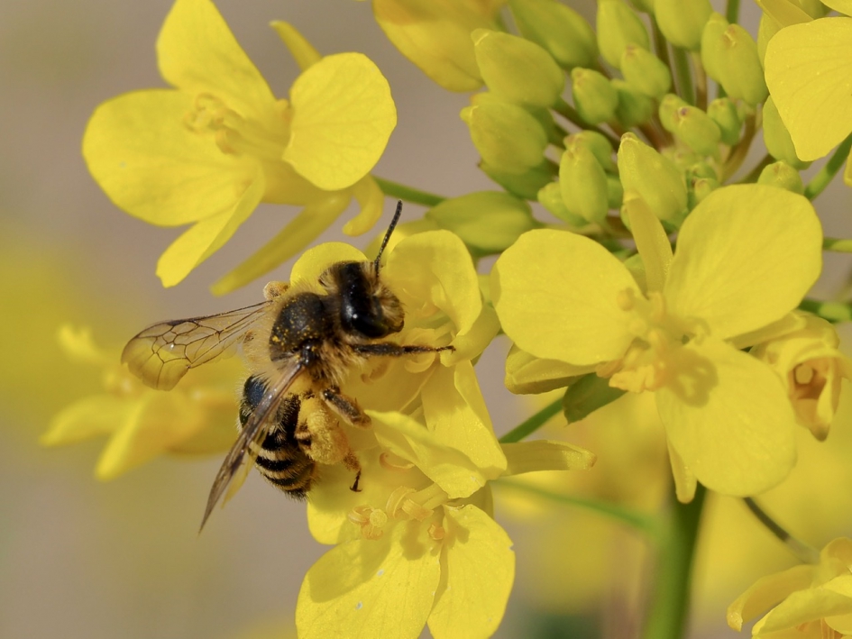 Grasbijtje op koolzaad - Geleedpotigen - Grasbij