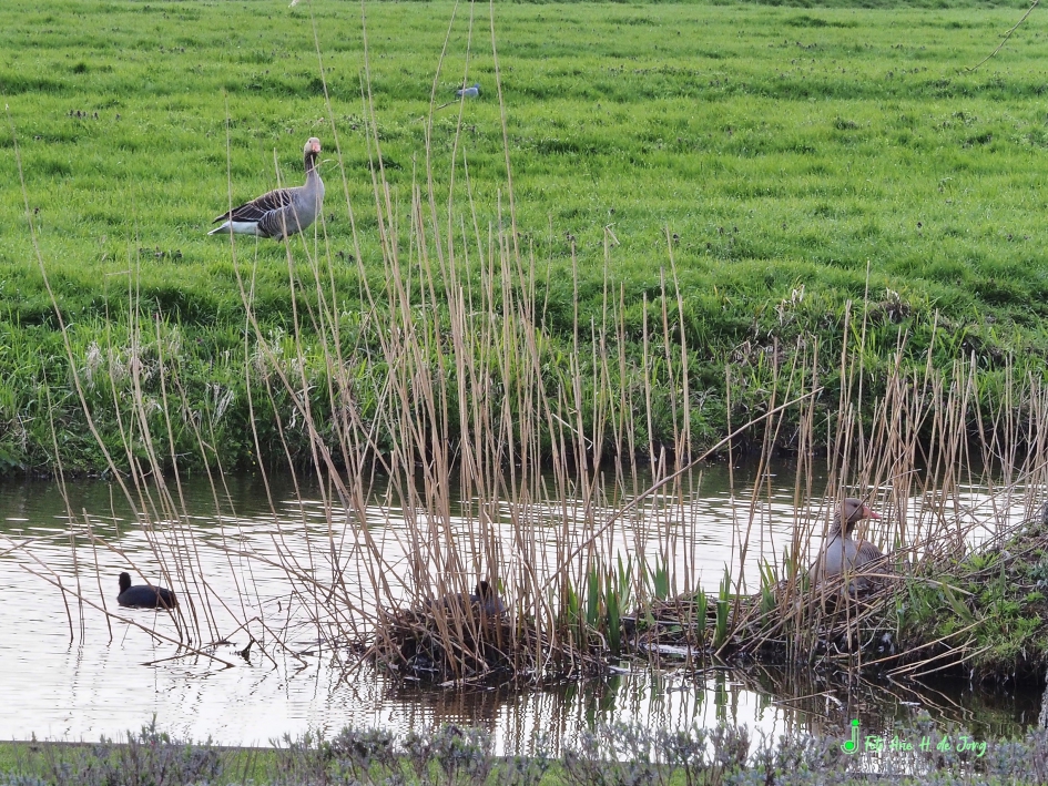 Grauwe Gans en Meerkoet - Vogels - 