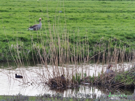 Grauwe Gans en Meerkoet