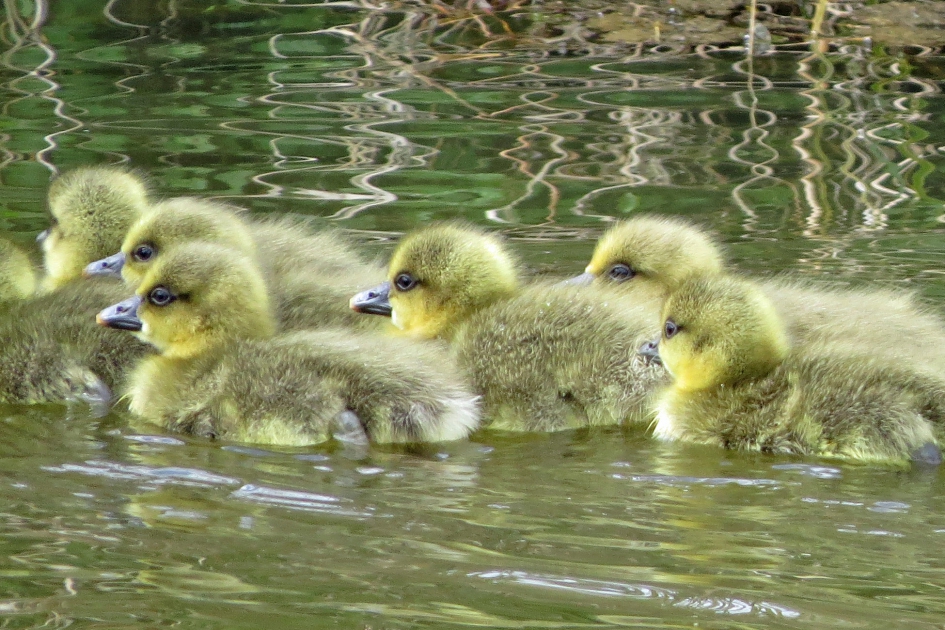 Grauwe ganzen pullen (1) - Vogels - 