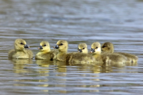 Grauwe ganzen pullen (2)