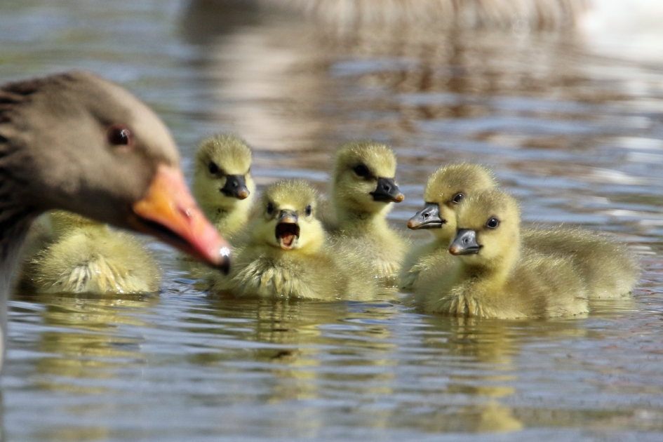 Grauwe ganzen pullen (3) - Vogels - 