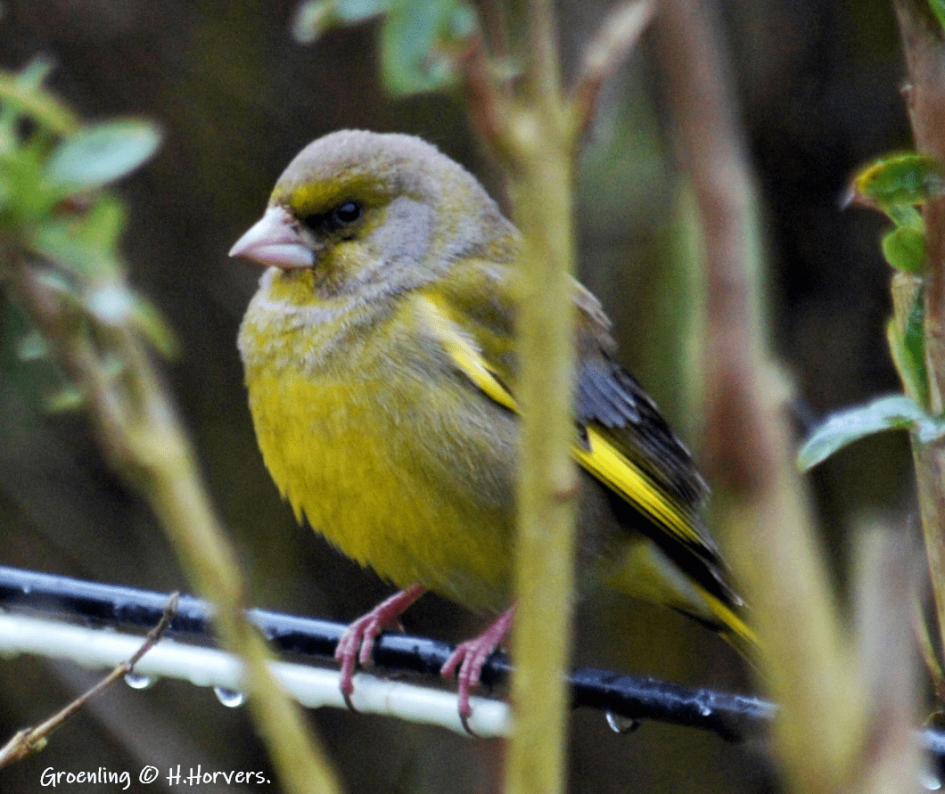 Groenling - Vogels - Groenling