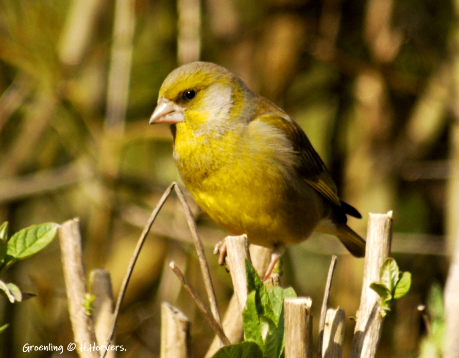 Groenling - Vogels - Groenling
