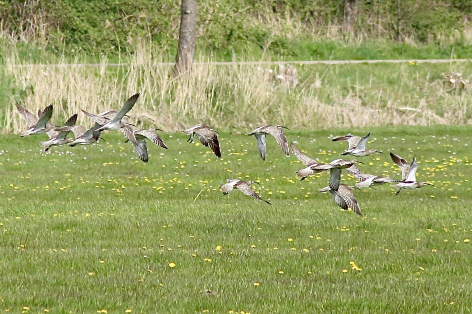 Regenwulpen - Vogels - Regenwulp