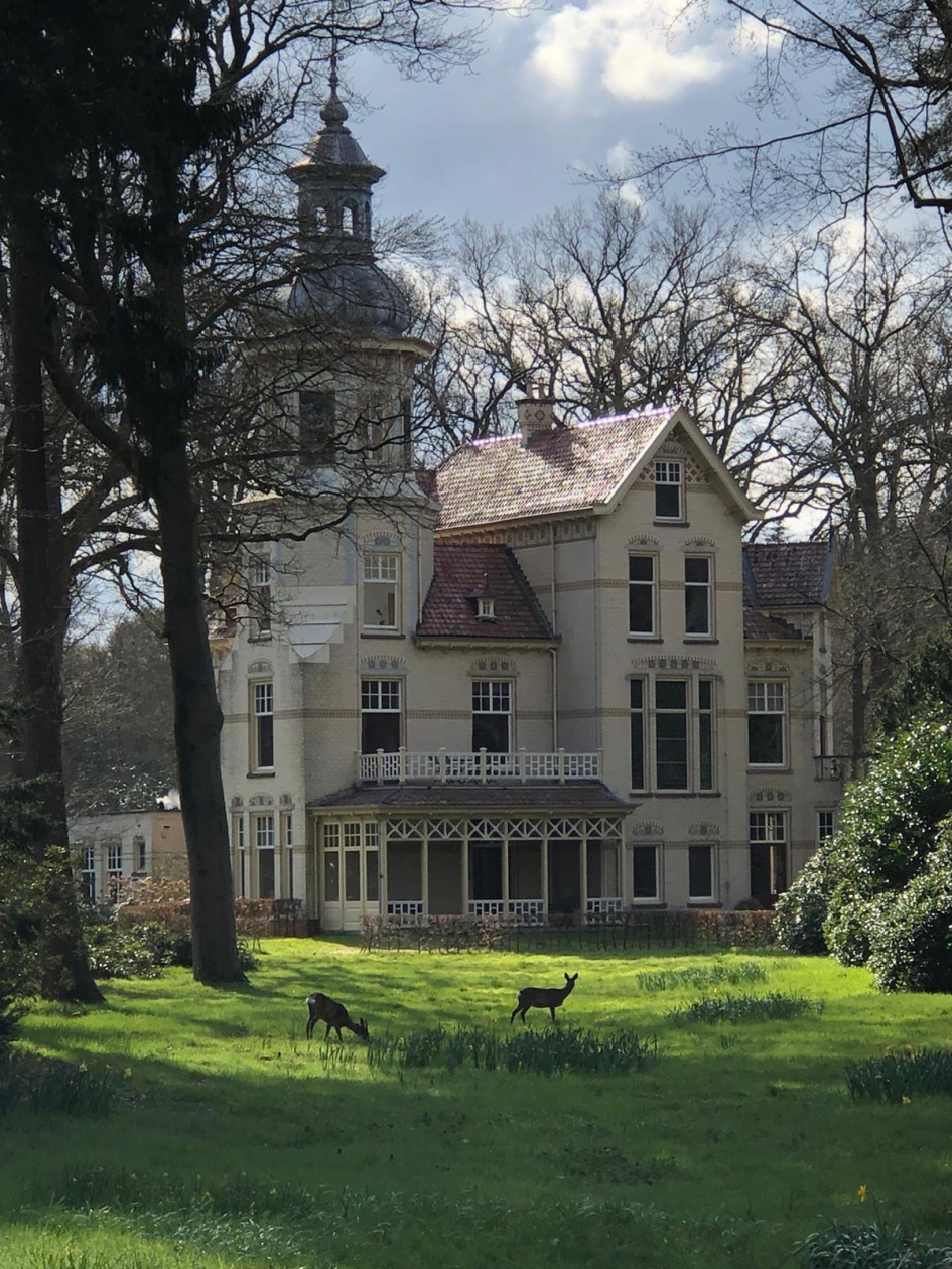 Groevenbeek met 2 reeen - Zoogdieren - Reeen
