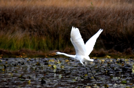 Grote zilverreiger