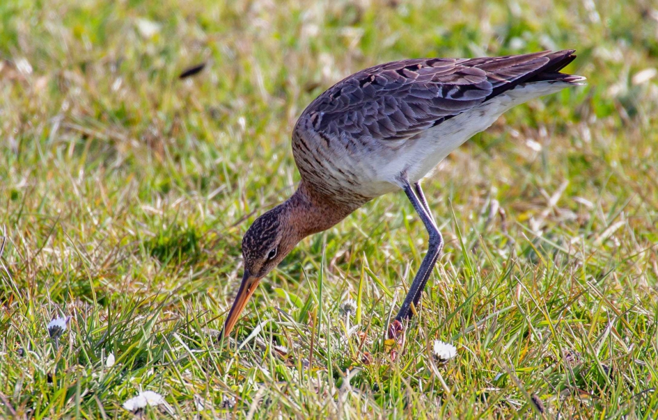 Grutto - Vogels - Grutto