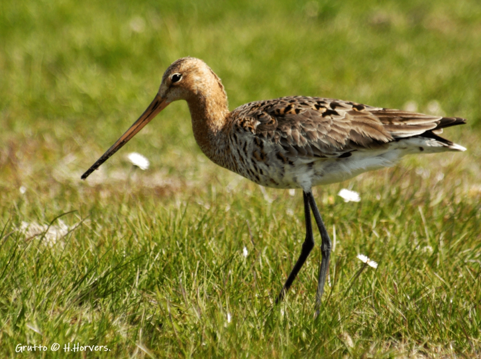 Grutto - Vogels - Grutto