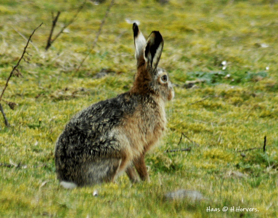Haas - Zoogdieren - Haas