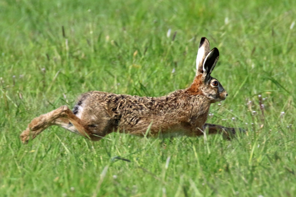Haas met haast - Zoogdieren - 