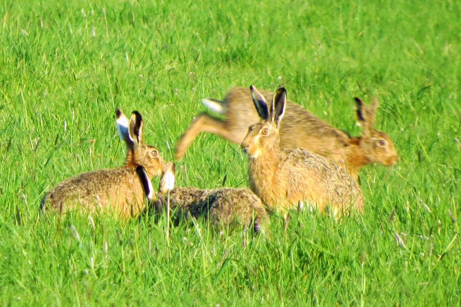 Haasjes - Zoogdieren - 