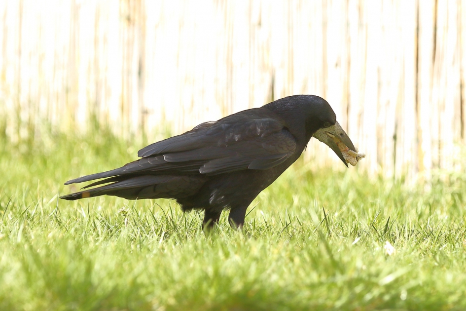 halfje brood - Vogels - roek