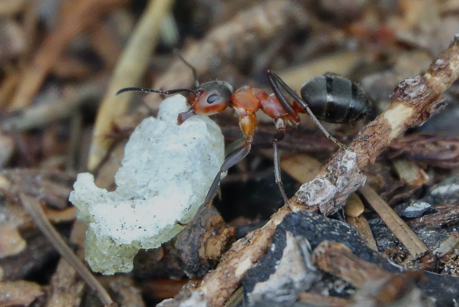 Hardwerkende Bosmier - Geleedpotigen - Bosmier