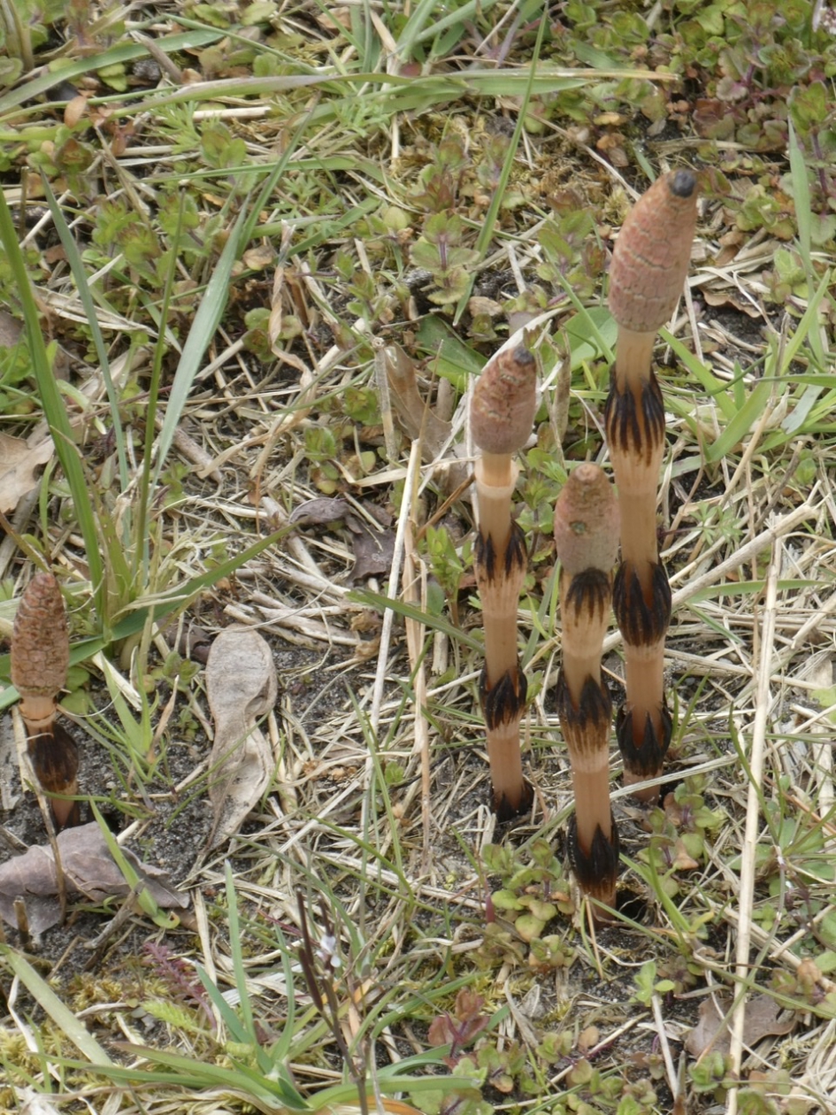 Heermoes - Planten - 