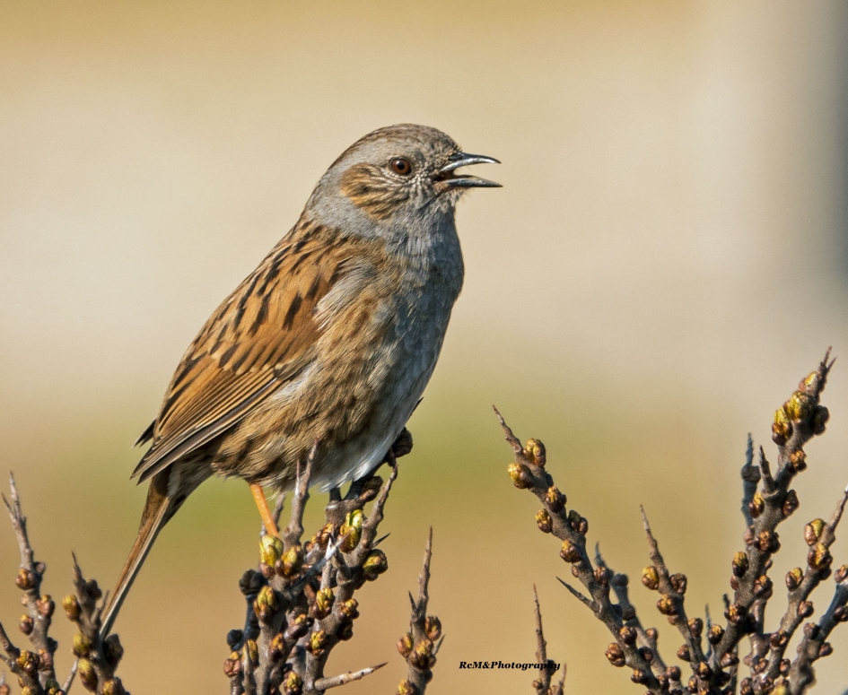 Heggenmus. - Vogels - Heggenmus.