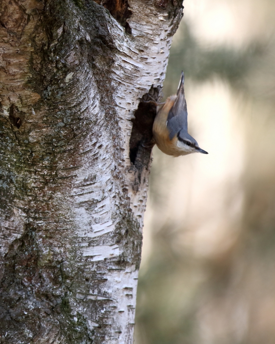 heilig huisje - Vogels - boomklever