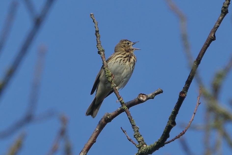 Het hoogste lied - Vogels - Boompieper