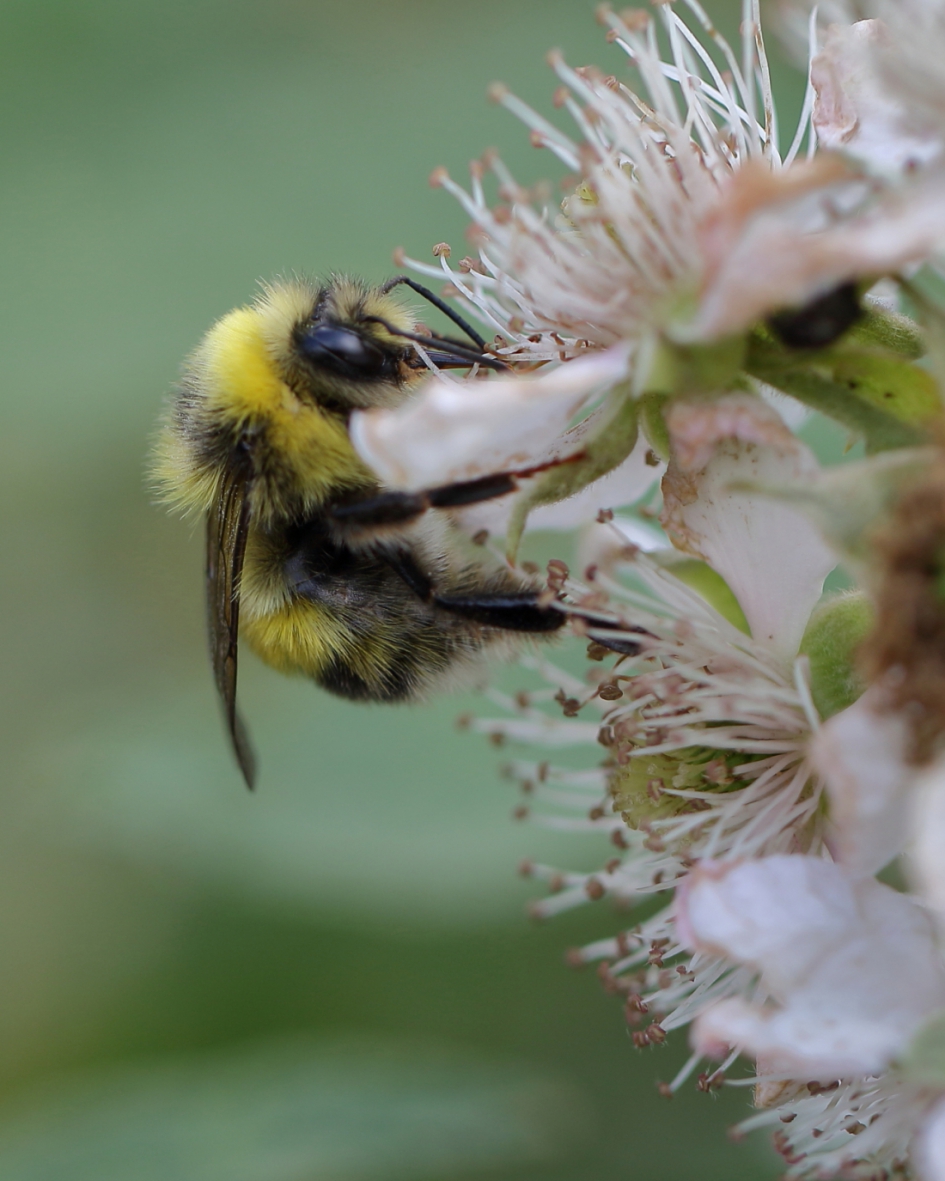 het is hommeles - Geleedpotigen - akkerhommel