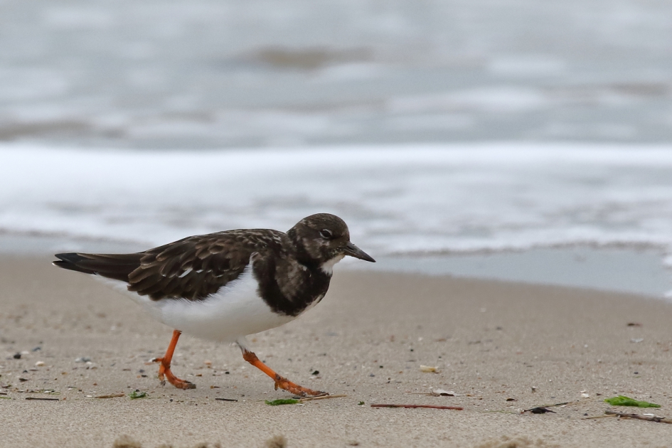 het ommetje - Vogels - steenloper