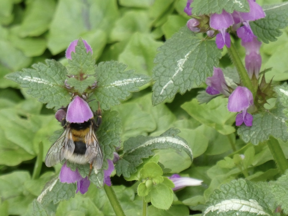 “Hoedje” - Geleedpotigen - 