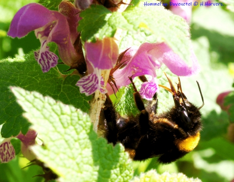 Hommel op Dovenetel
