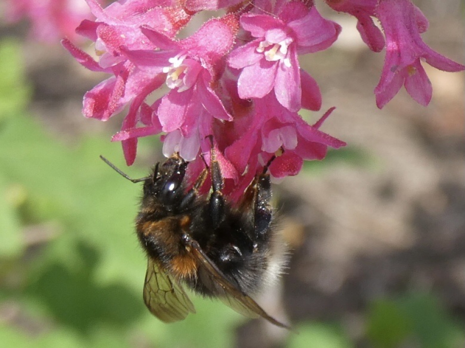 Hommel op ribes - Geleedpotigen - 