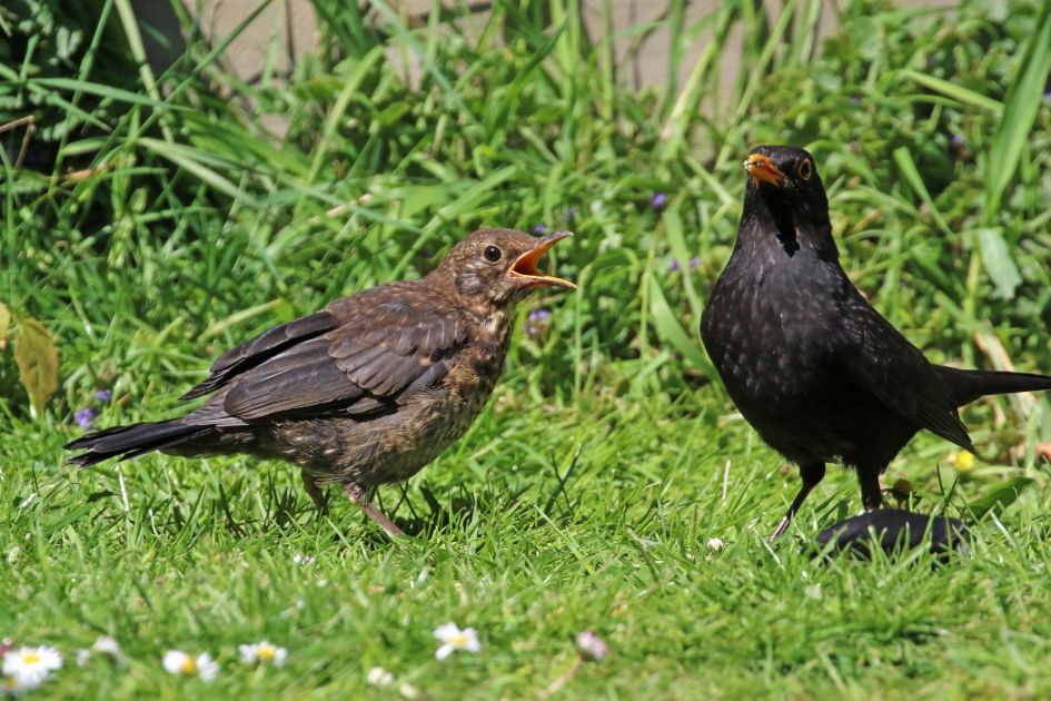 Honger Pa ! - Vogels - Merels