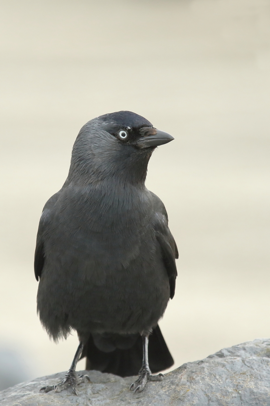 iemand scheef aankijken - Vogels - kauw