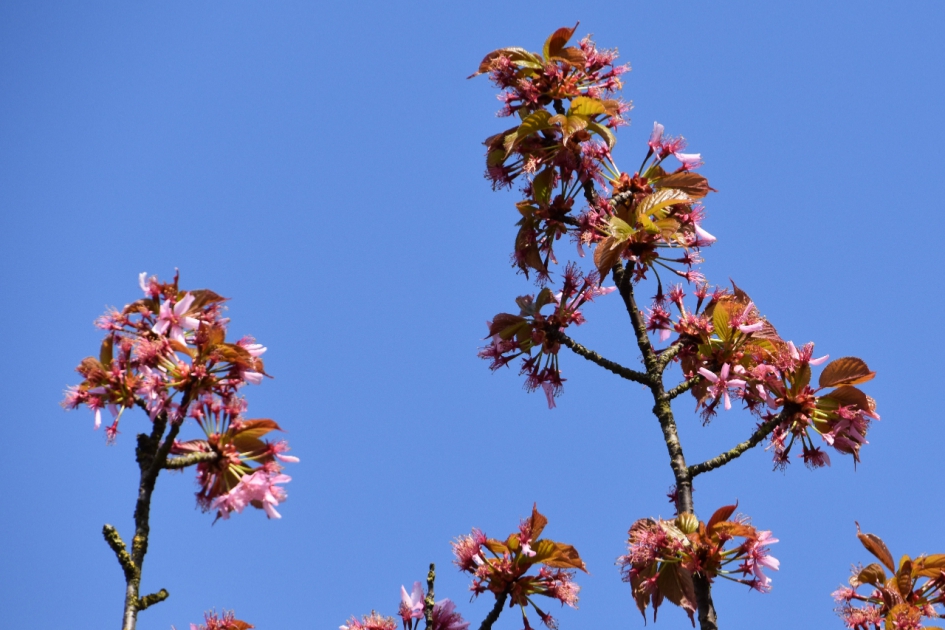 Uitgebloeide japanse kers? - Planten - 