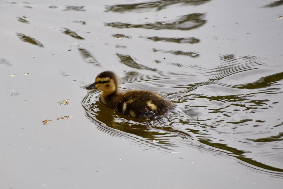Ik kan het ook alleen - Vogels - 