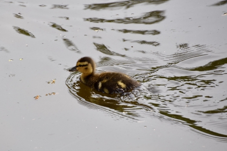 Ik kan het ook alleen