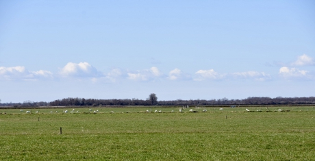 In de verte veel zwanen