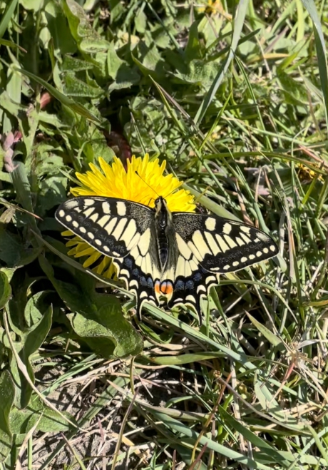 Jaaaa, een koninginnepage in april!