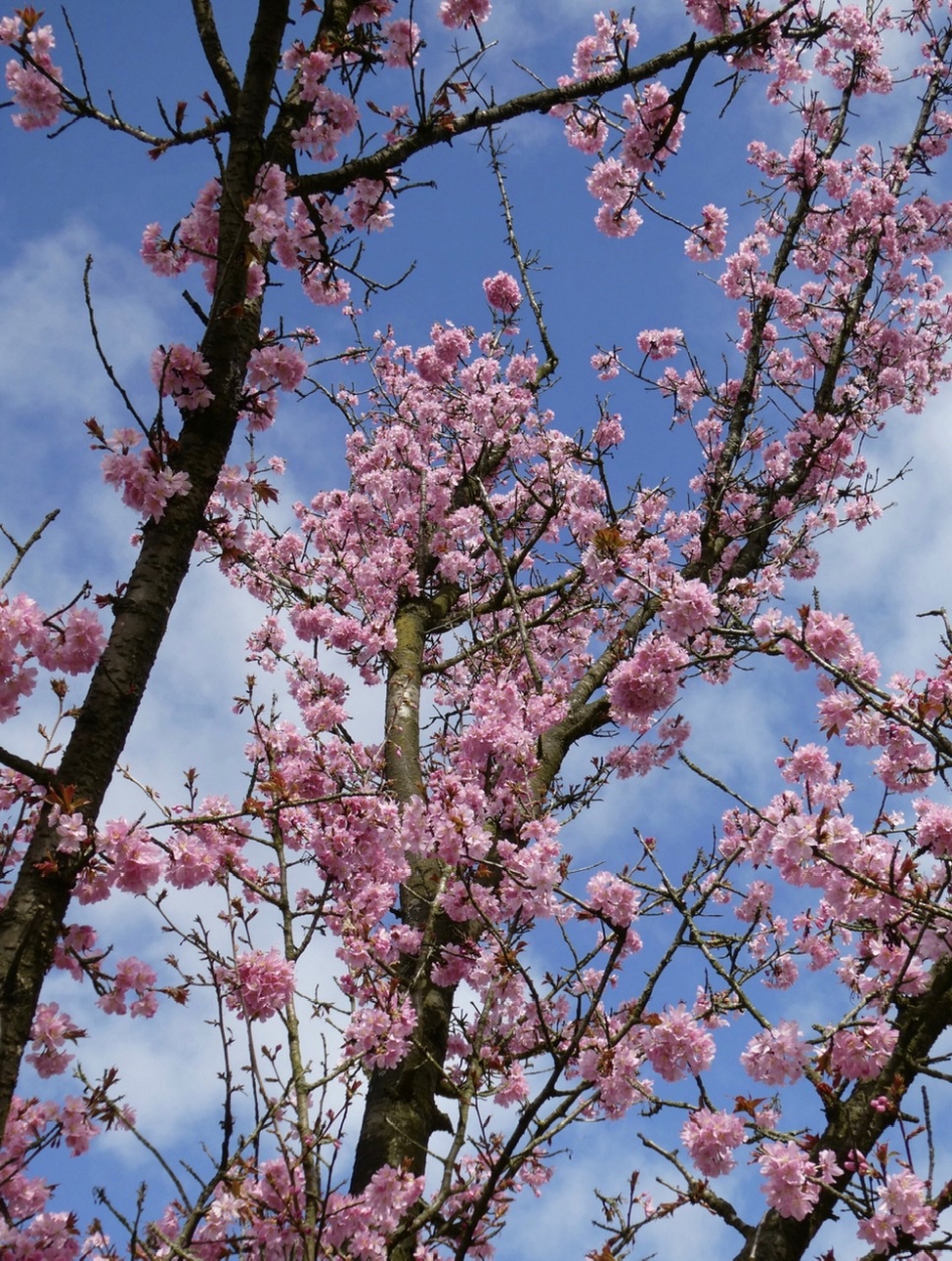 Japanse kers - Planten - 