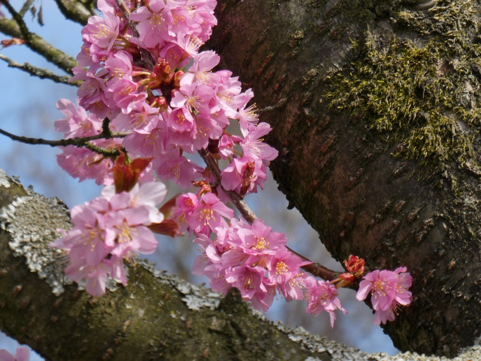 Japanse kers - Planten - 