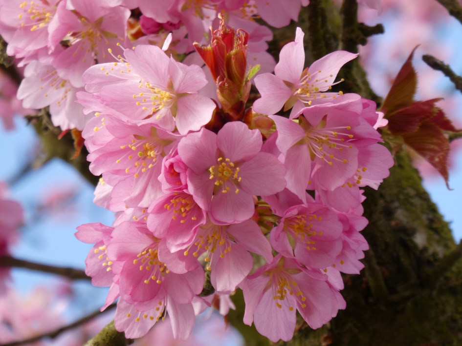 Japanse kers - Planten - 