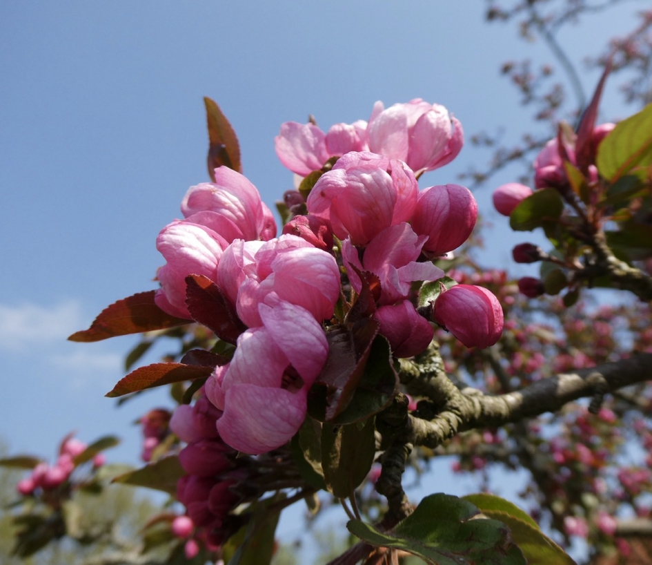 Japanse kers - Planten - 