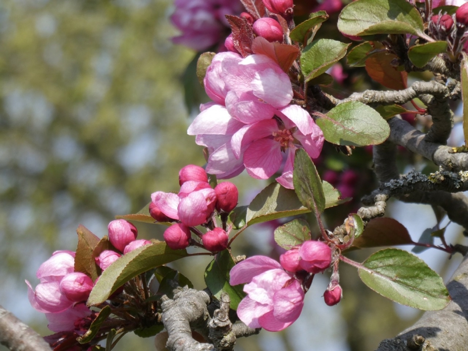 Japanse kers - Planten - 