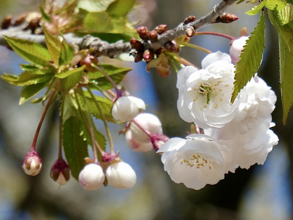 Japanse kers - Planten - 