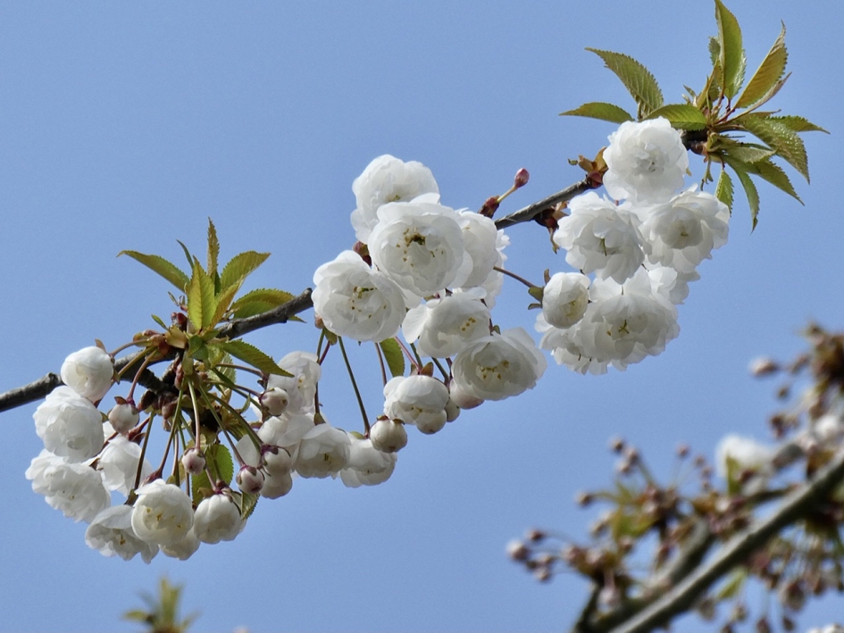 Japanse kers - Planten - 