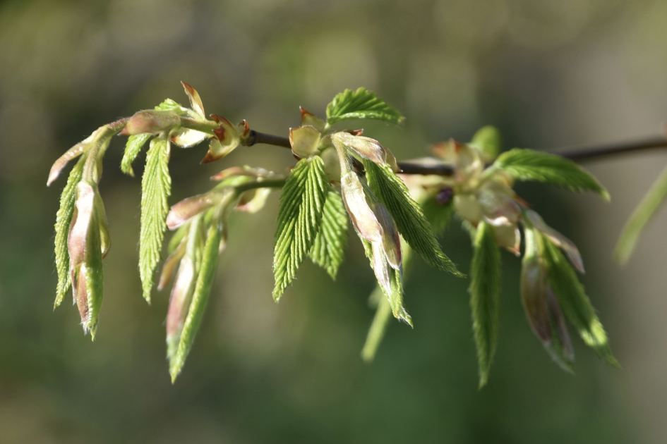 Jong blad - Planten - 