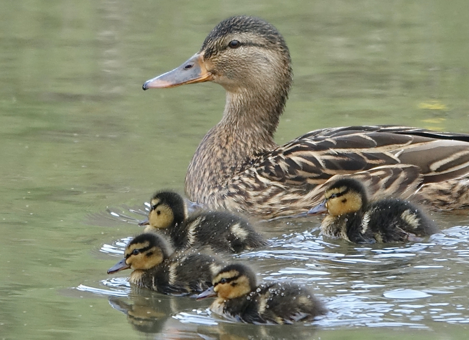 Jong Grut 2 - Vogels - Wilde Eend