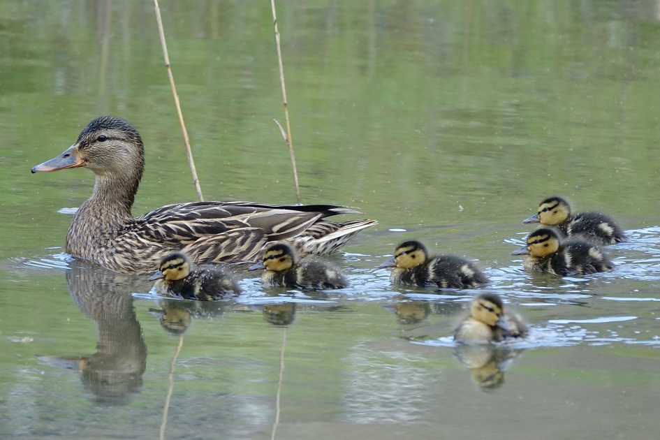 Jong grut - Vogels - Wilde Eend