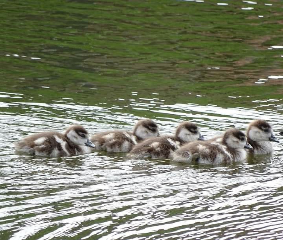 Jong Nijlganzen - Vogels - 